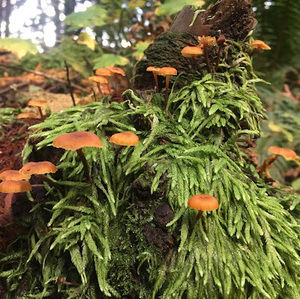 Meet your Posher, Sylvia